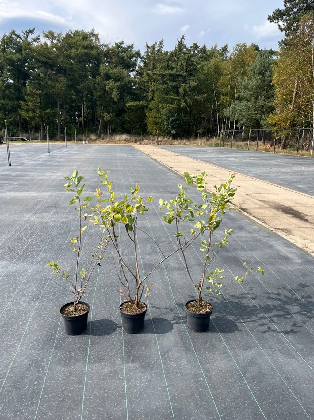 Amelanchier lamarckii - C5 60-80 CM